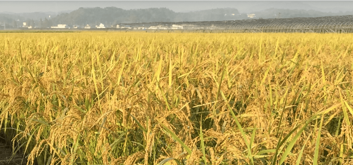 おいしくて身体にいい食品を届けたい。その「想い」を結実させる。添加物不使用ラーメンスープのOEM開発秘話